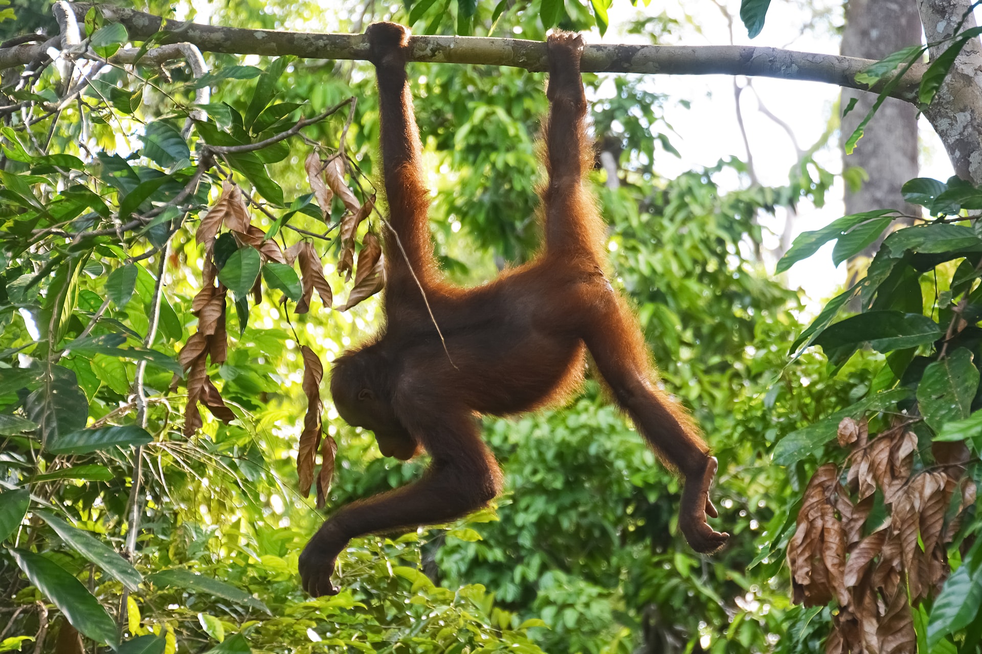 People of the Forest Orangutans